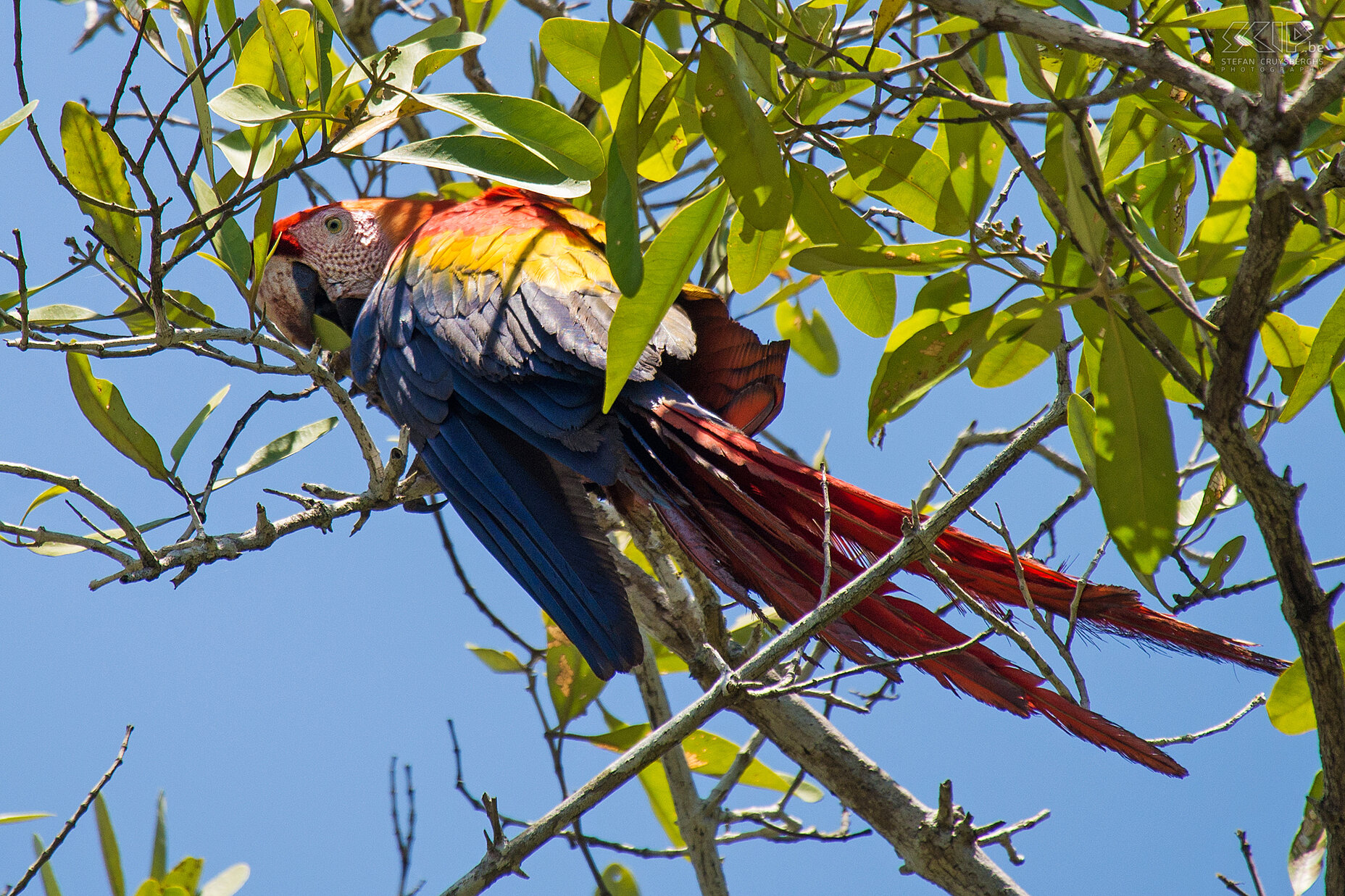 Corcovado - Scarlet macaw The scarlet macaw (ara macao) is the most beautiful parrot from Central America. It is a large (81cm), red, yellow and blue parrot which lives in humid tropical forests. Scarlet macaws make very loud and high squawks, squeaks and screams designed to carry many kilometers. Stefan Cruysberghs